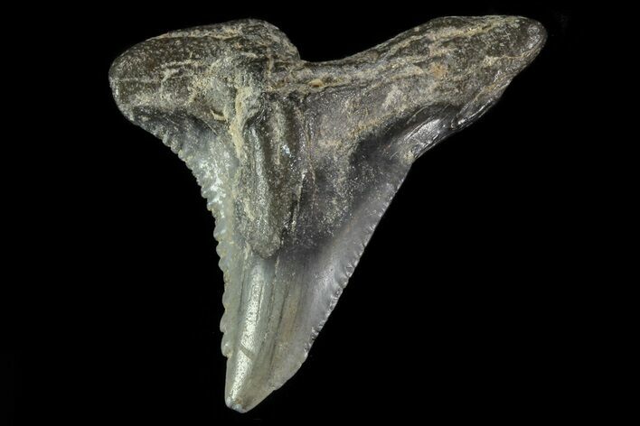 Large, Fossil Hemipristis Tooth - Georgia #74783